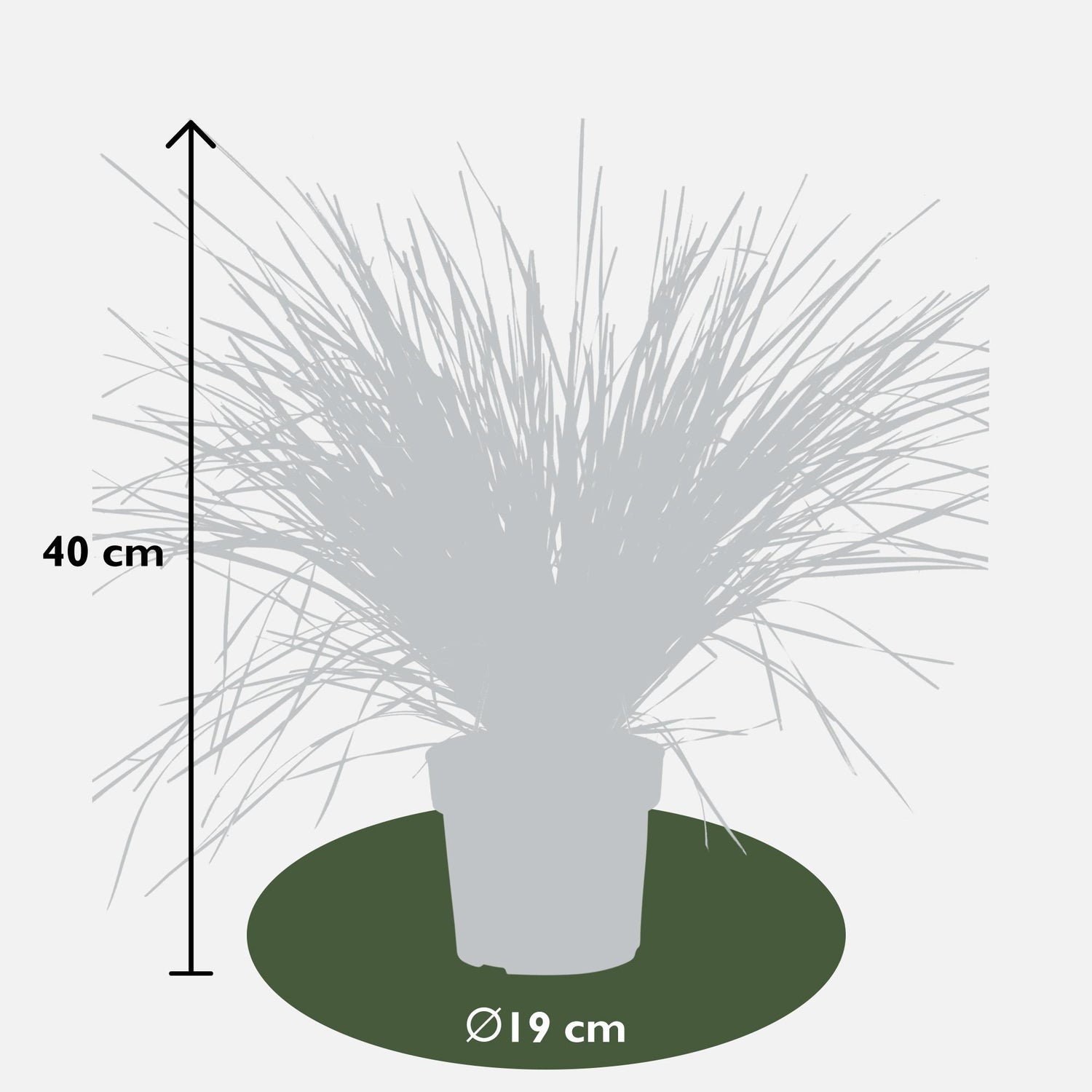 Korbgras - Lomandra longifolia &