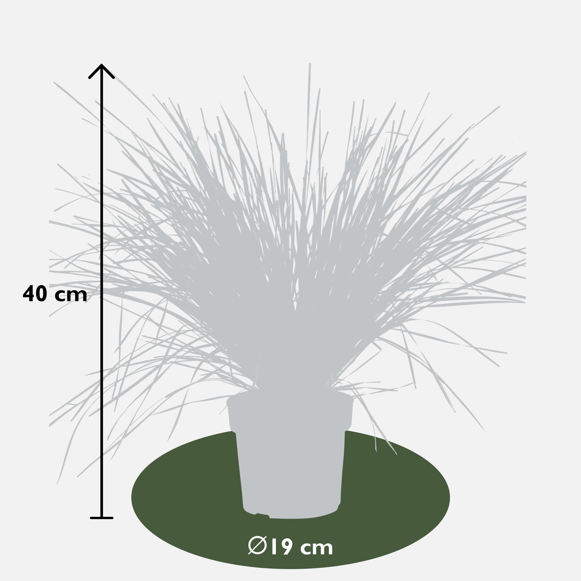 Korbgras - Lomandra longifolia &