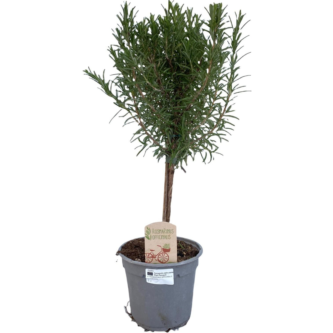 Rosmarin Stämmchen - Ø14cm - ↕45cm