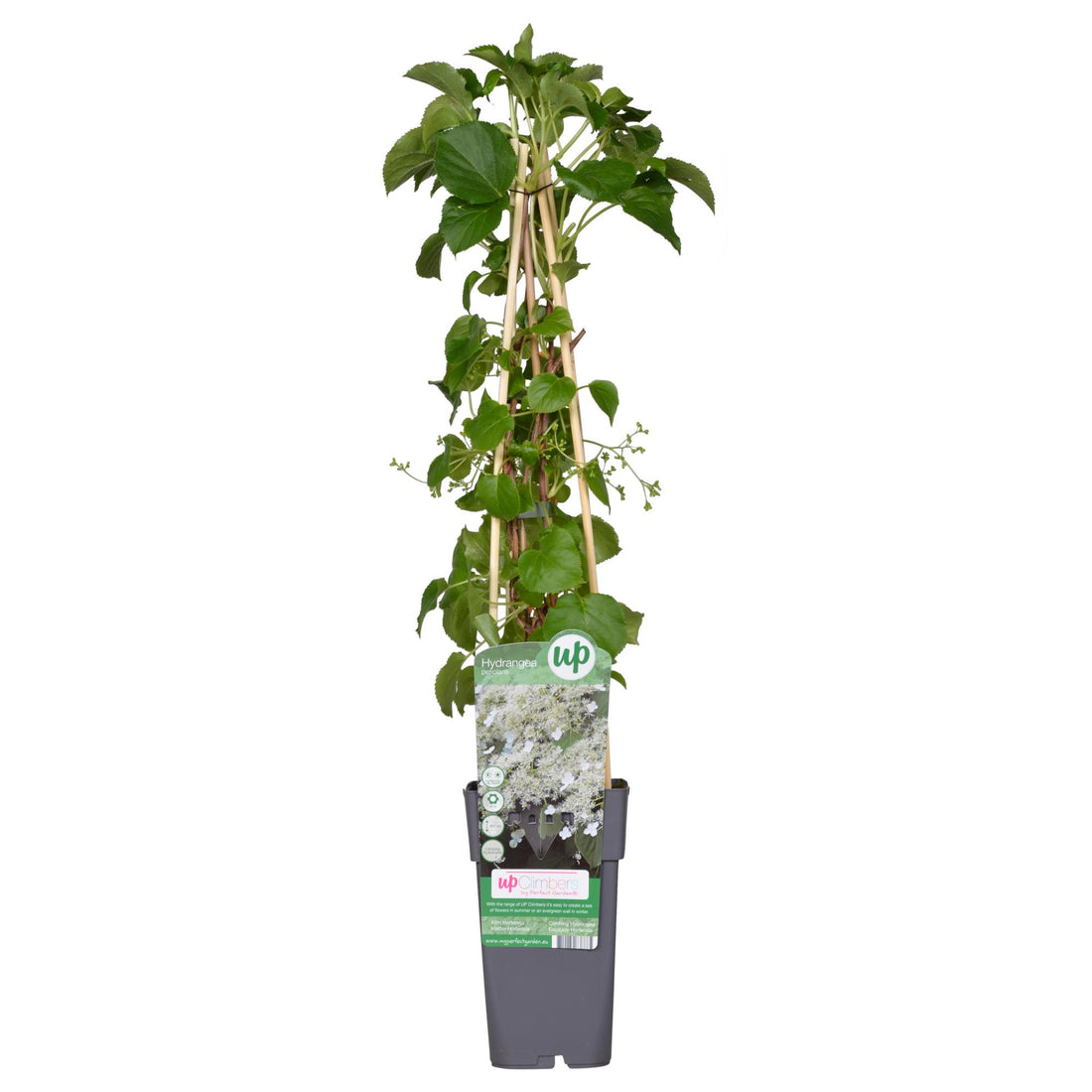 Kletterhortensie - Hydrangea petiolaris - Ø15cm - ↕65cm