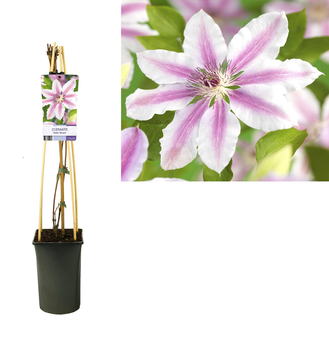 Clematis &