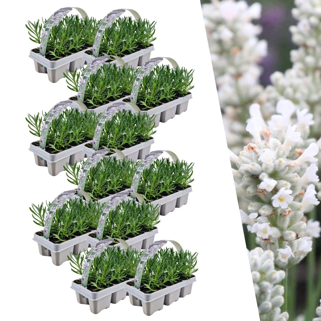 Lavendel weiß - 72er Set - Ø7 cm - ↕15 cm