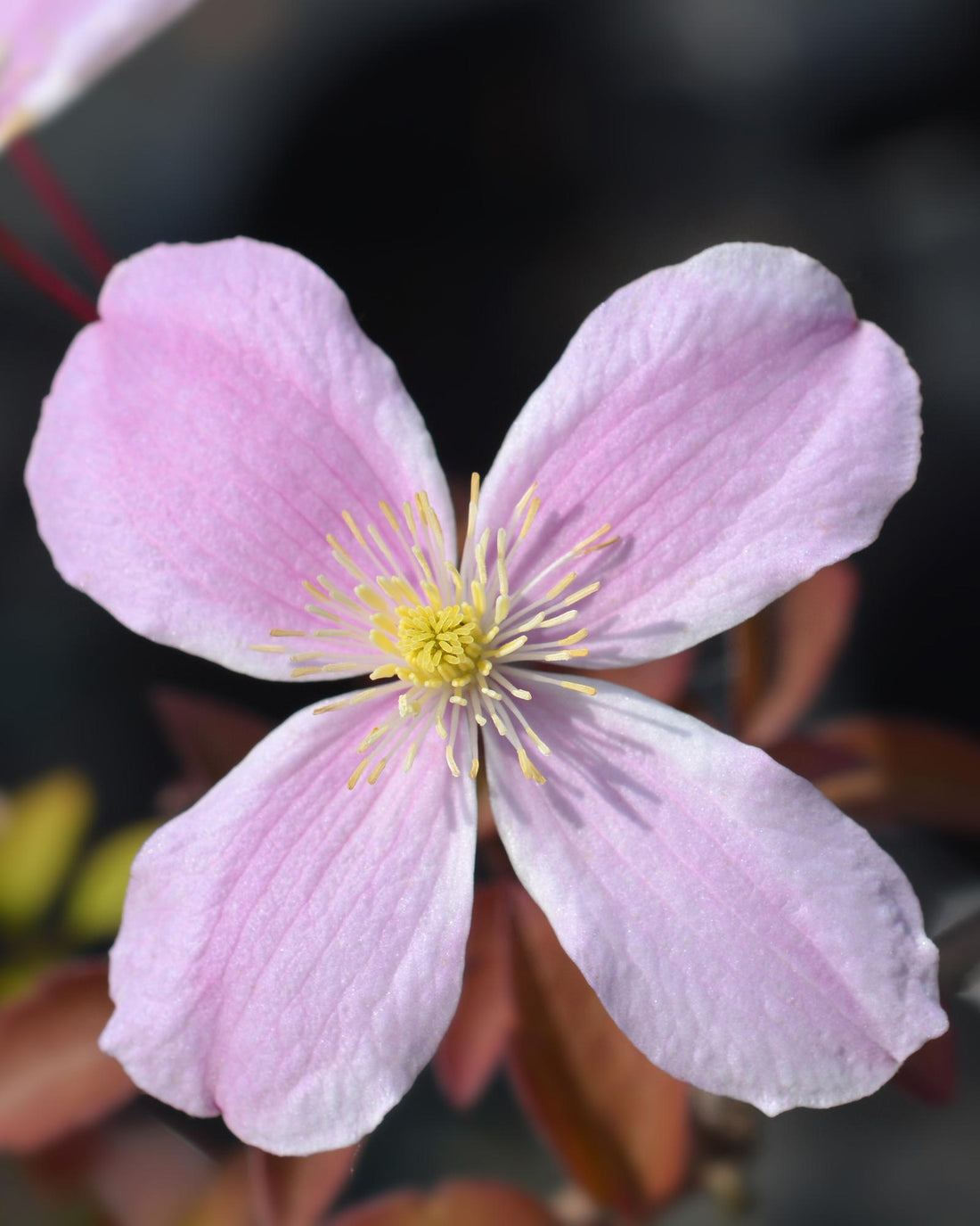 Clematis Montana &