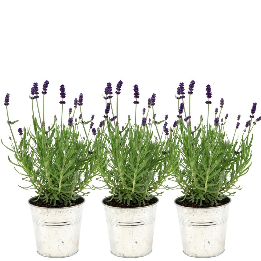 Lavandula angustifolia Felice® im Dekotopf &