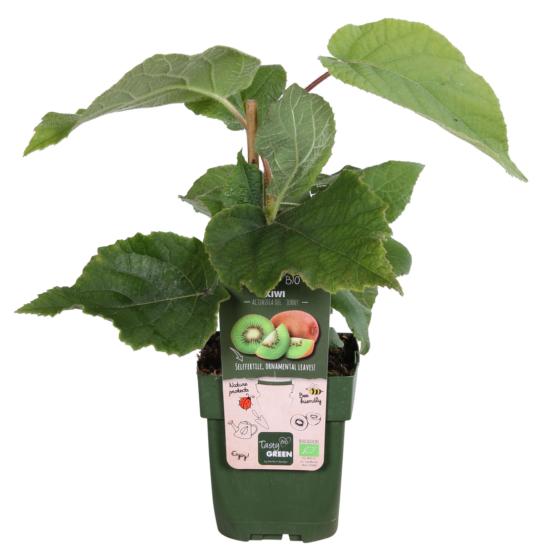 Kiwi - Actinidia delciosioa &