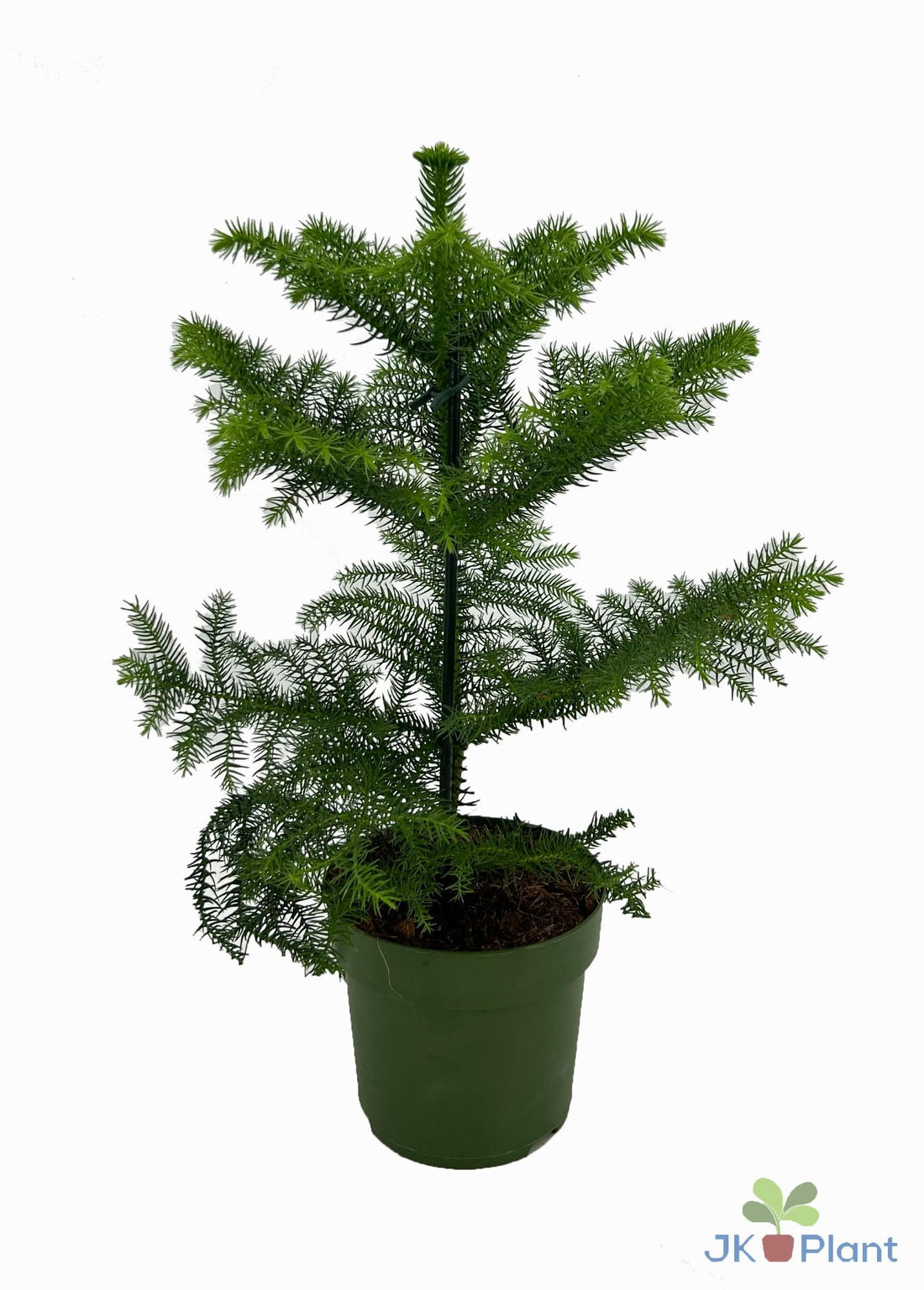 Araucarie - Ø14cm - ↕38cm