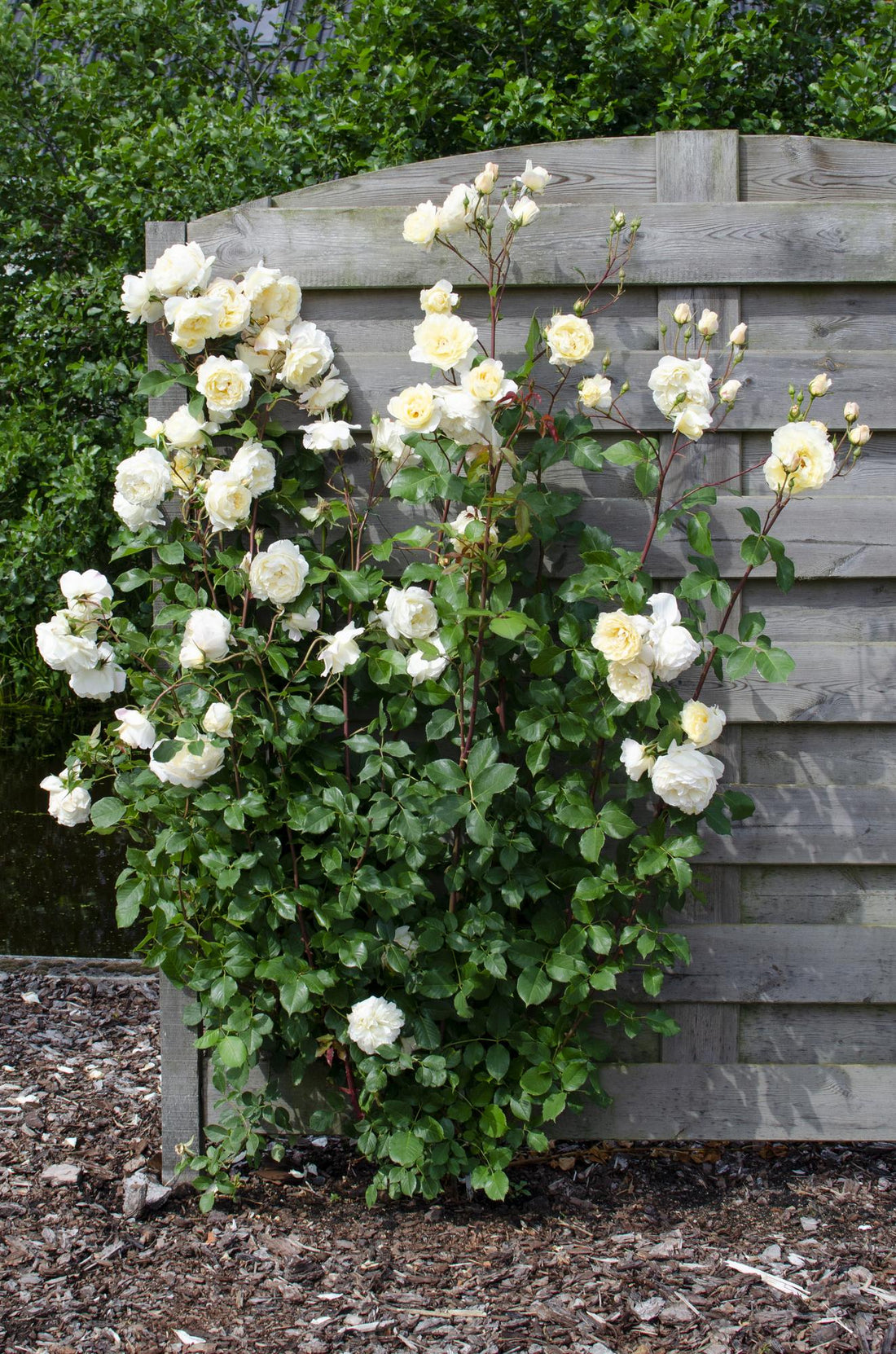 Rose Crazy in love &