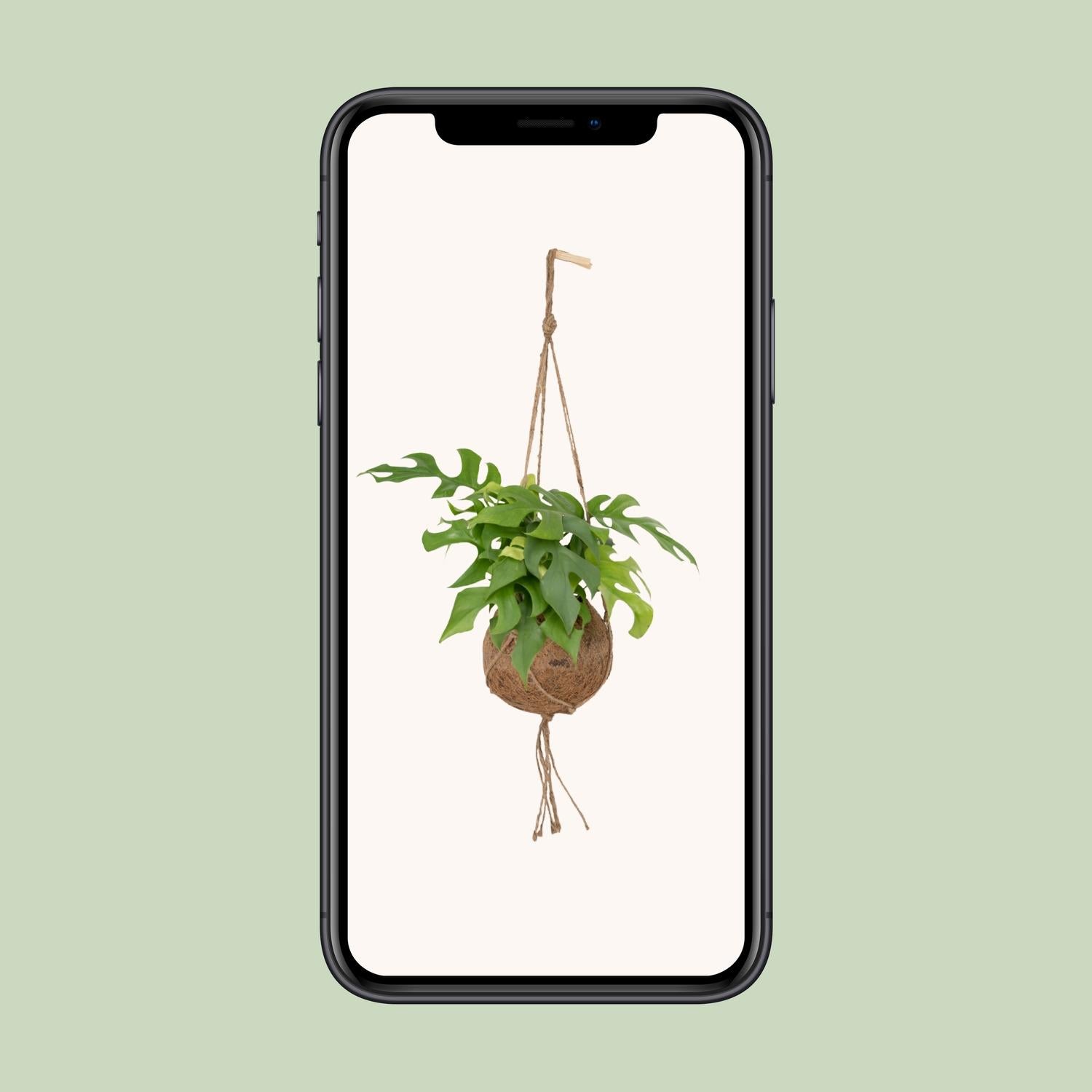 Kokodama Monstera Minima - Lochpflanze - Ø15cm - ↕25cm