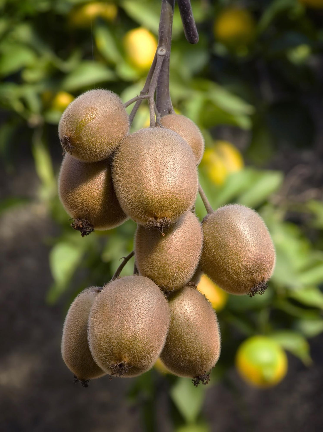 Kiwi - Actinidia delciosioa &