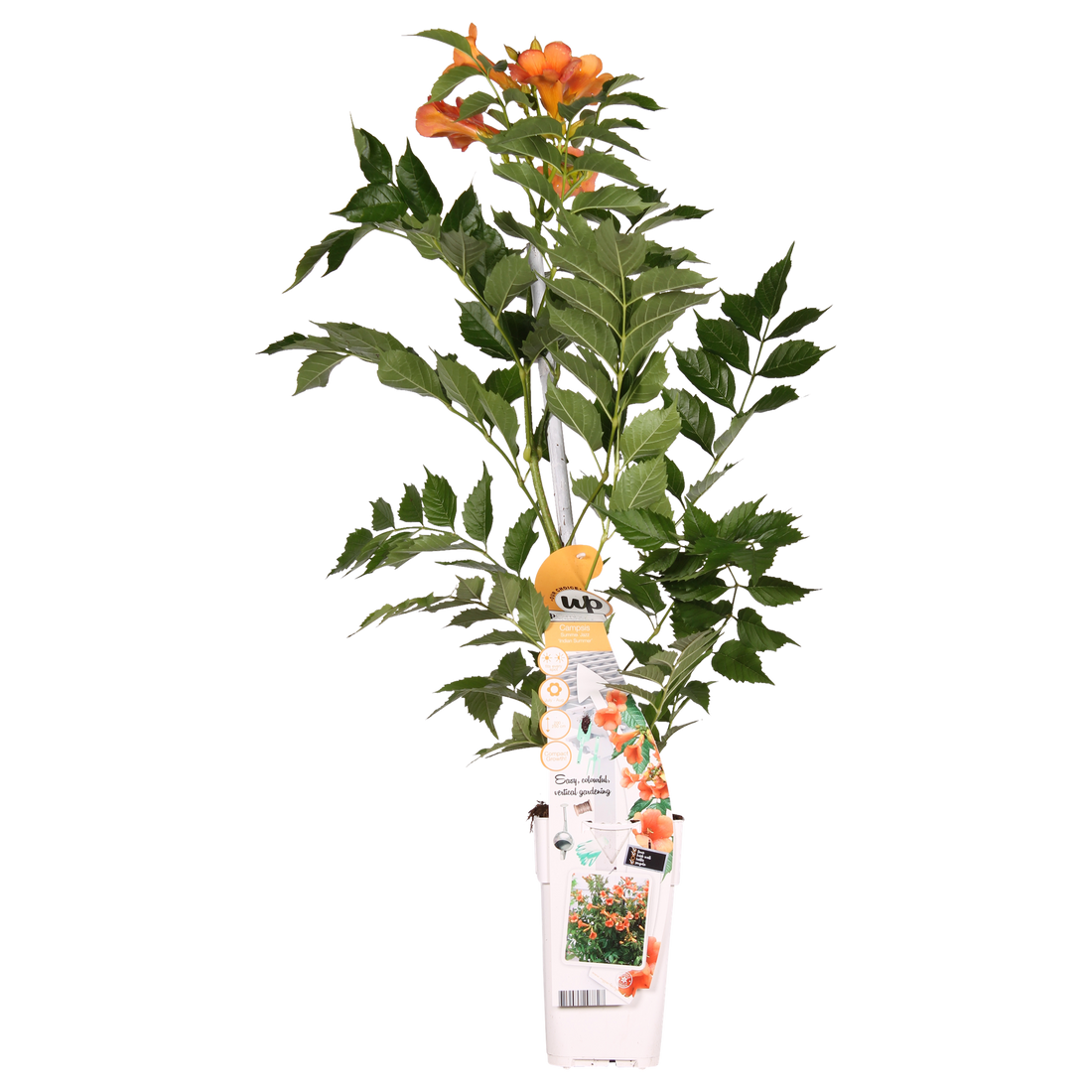 Trompetenblume - Campsis Indian Summer Orange - Ø15cm - ↕65cm
