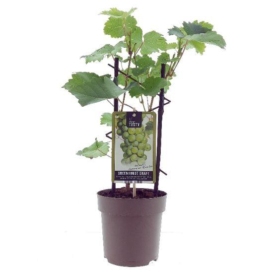 Weinrebe - Vitis de Alexandrie -Ø15cm - ↕40cm