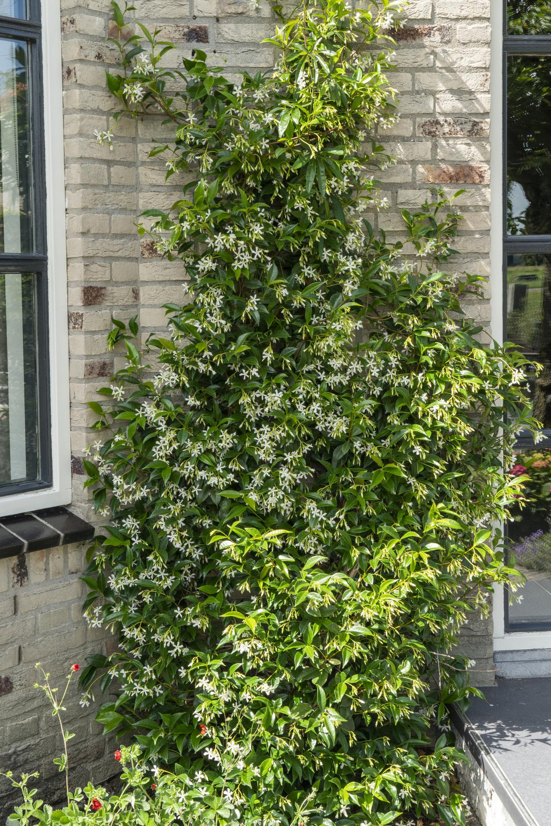 Toskanischer Jasmin Weiß - Trachelospermum &