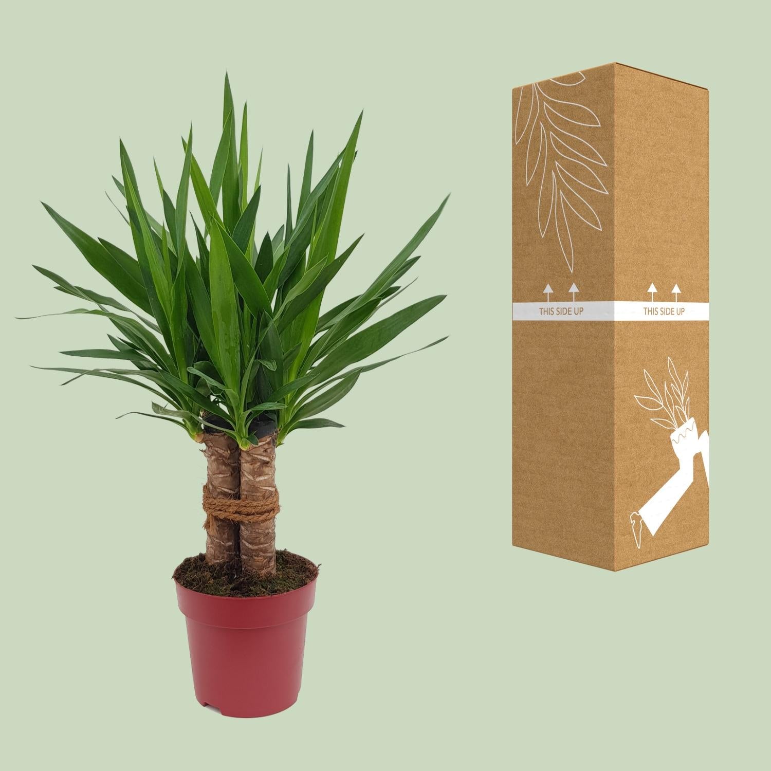 Yucca &quot;Tres Cañas&quot; 30 Stam P19 - Ø19cm - ↕70cm