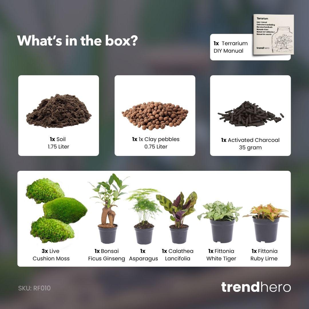 Planten terrarium navulling &amp; Startpakket - 5 planten