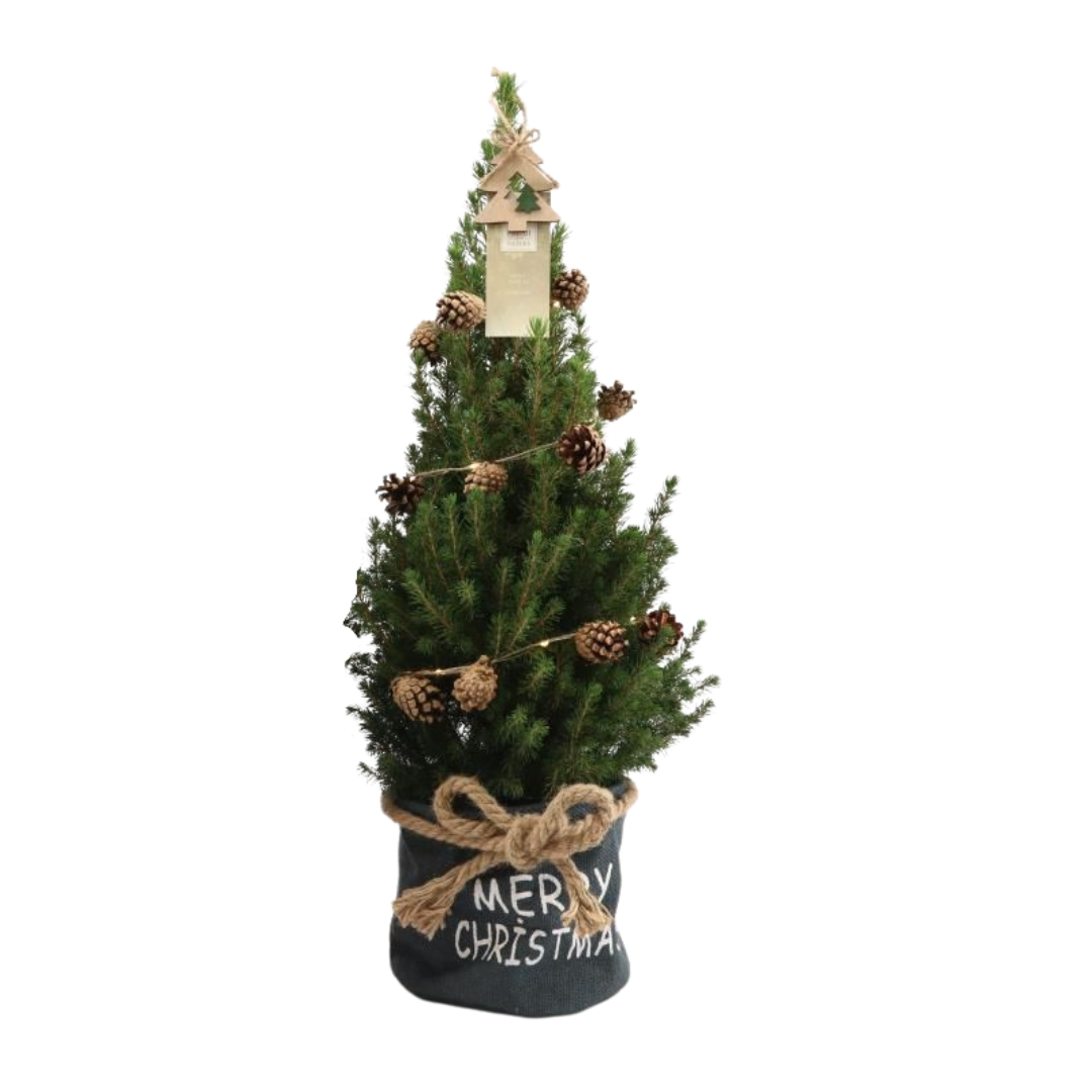 Kleiner Weihnachtsbaum in Weihnachtstopf blau - 70 cm - Picea Glauca Conica - Beleuchtung mit Batterien