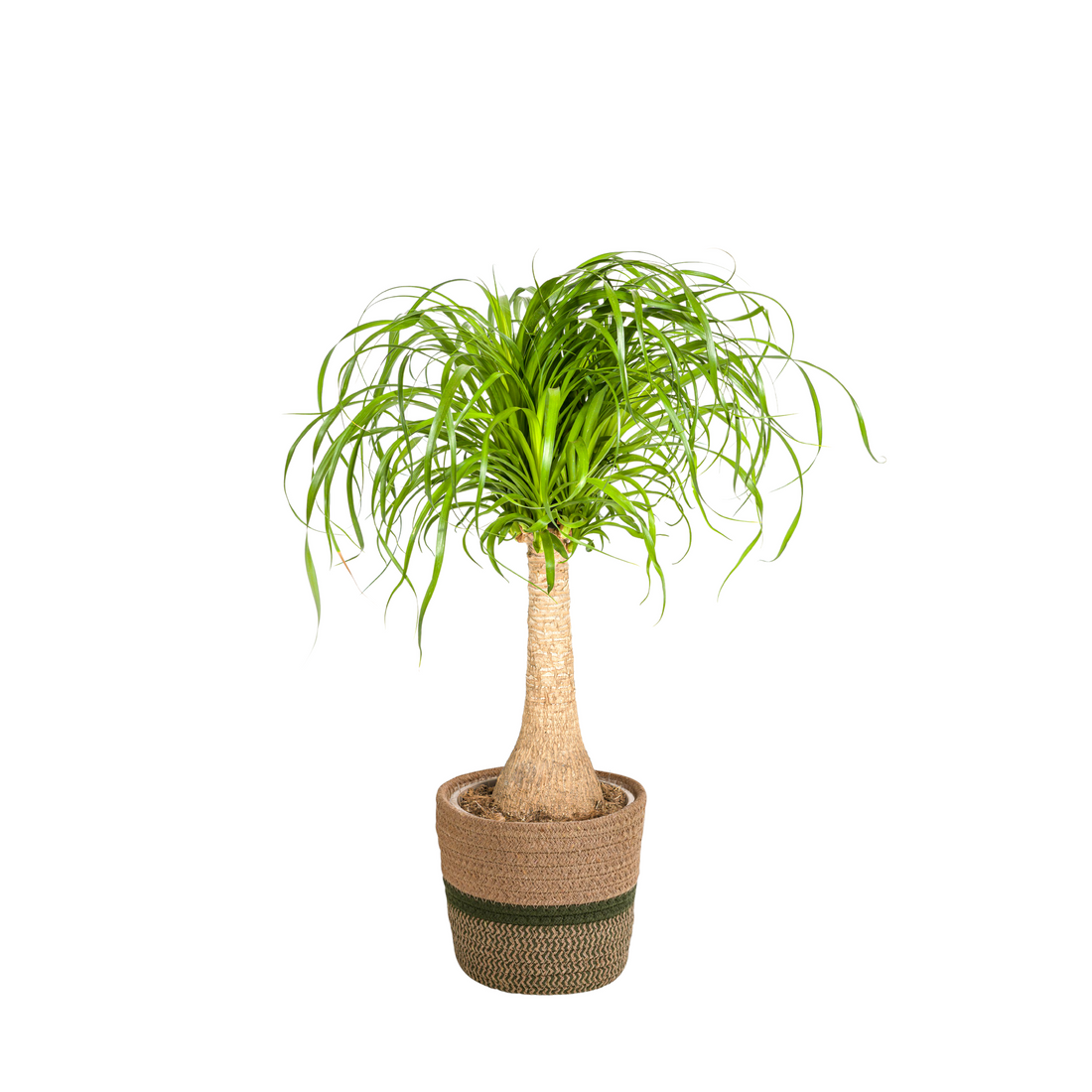 Elefantenfuß mit Korb - Beaucarnea Recurvata Stamm - Ø21cm - ↕60 - 80cm