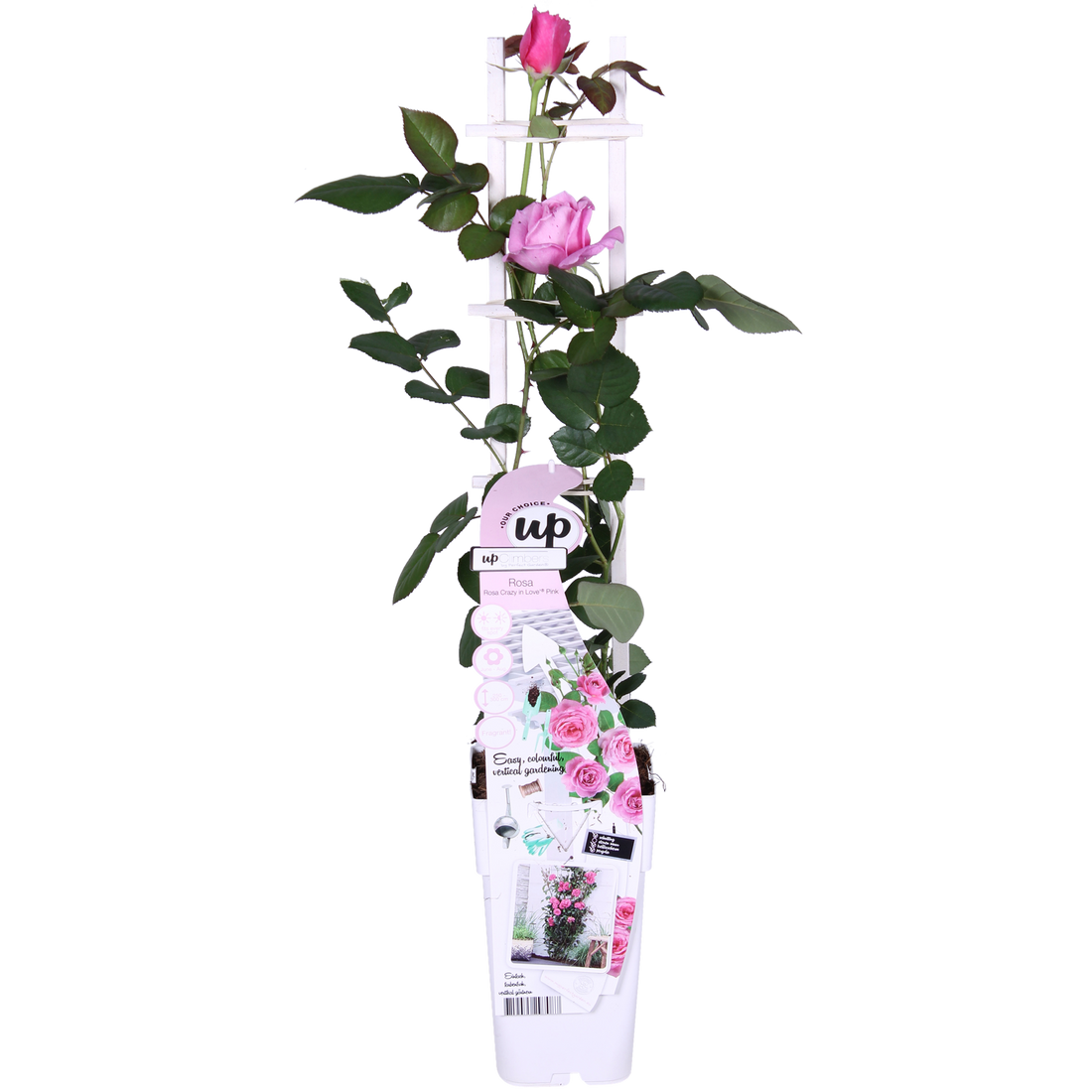 Rosa Crazy in love &
