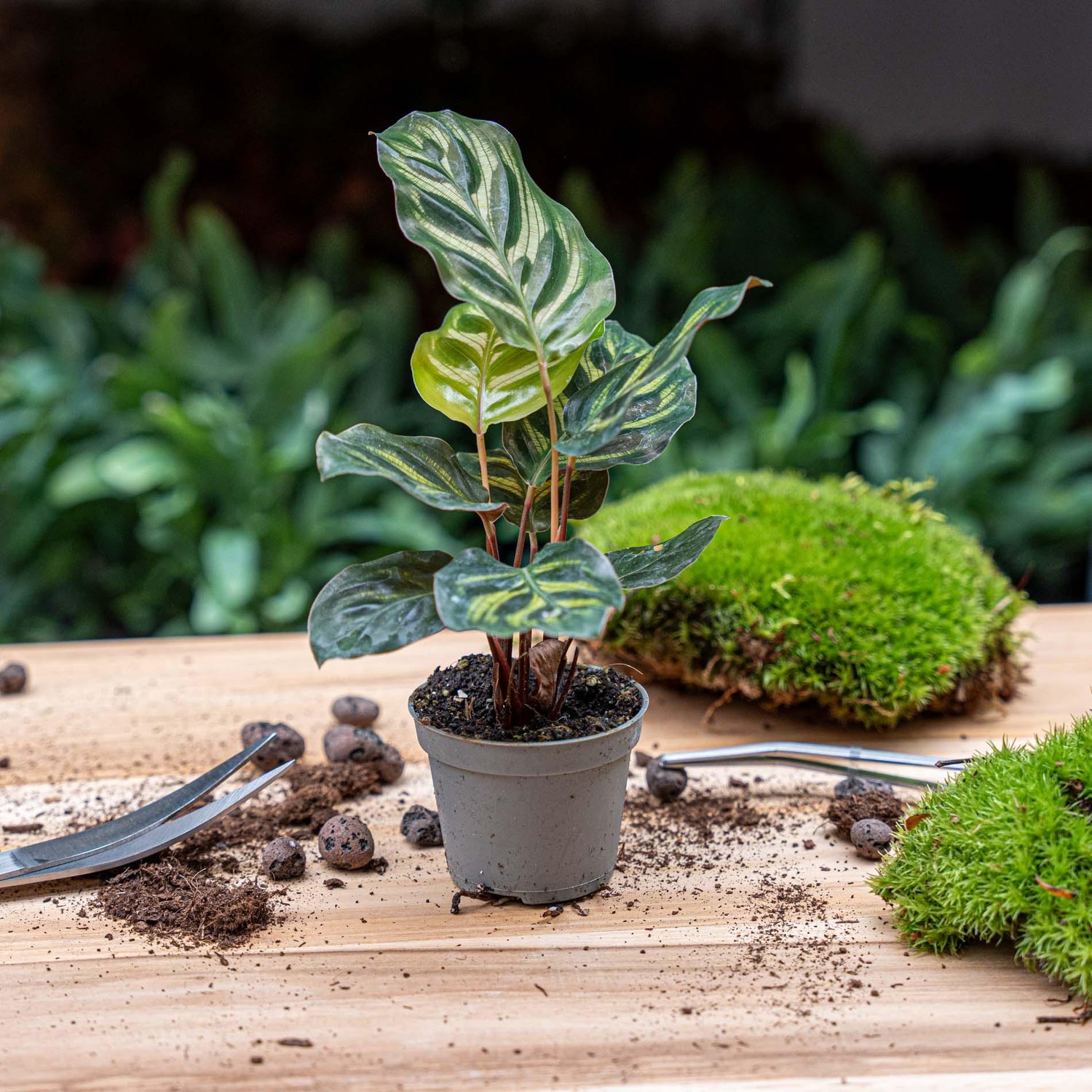 Calathea Makoyana - Pauwenplant - Terrarium plant - Potmaat 6