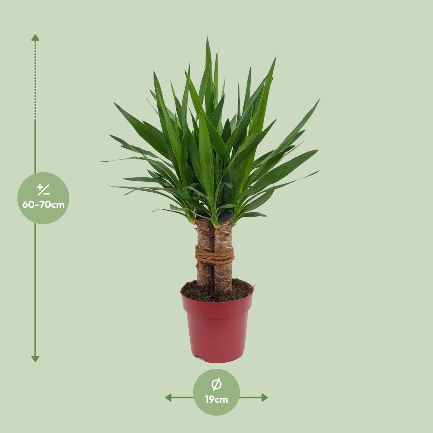 Yucca &quot;Tres Cañas&quot; 30 Stam P19 - Ø19cm - ↕70cm