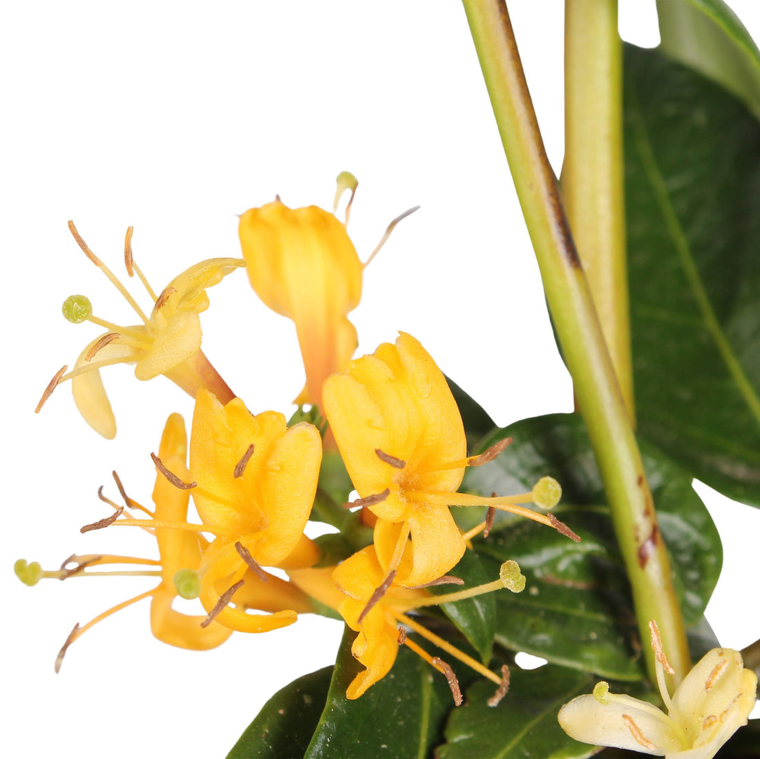 Lonicera henryi - 3er Set - ↨65cm - Ø15