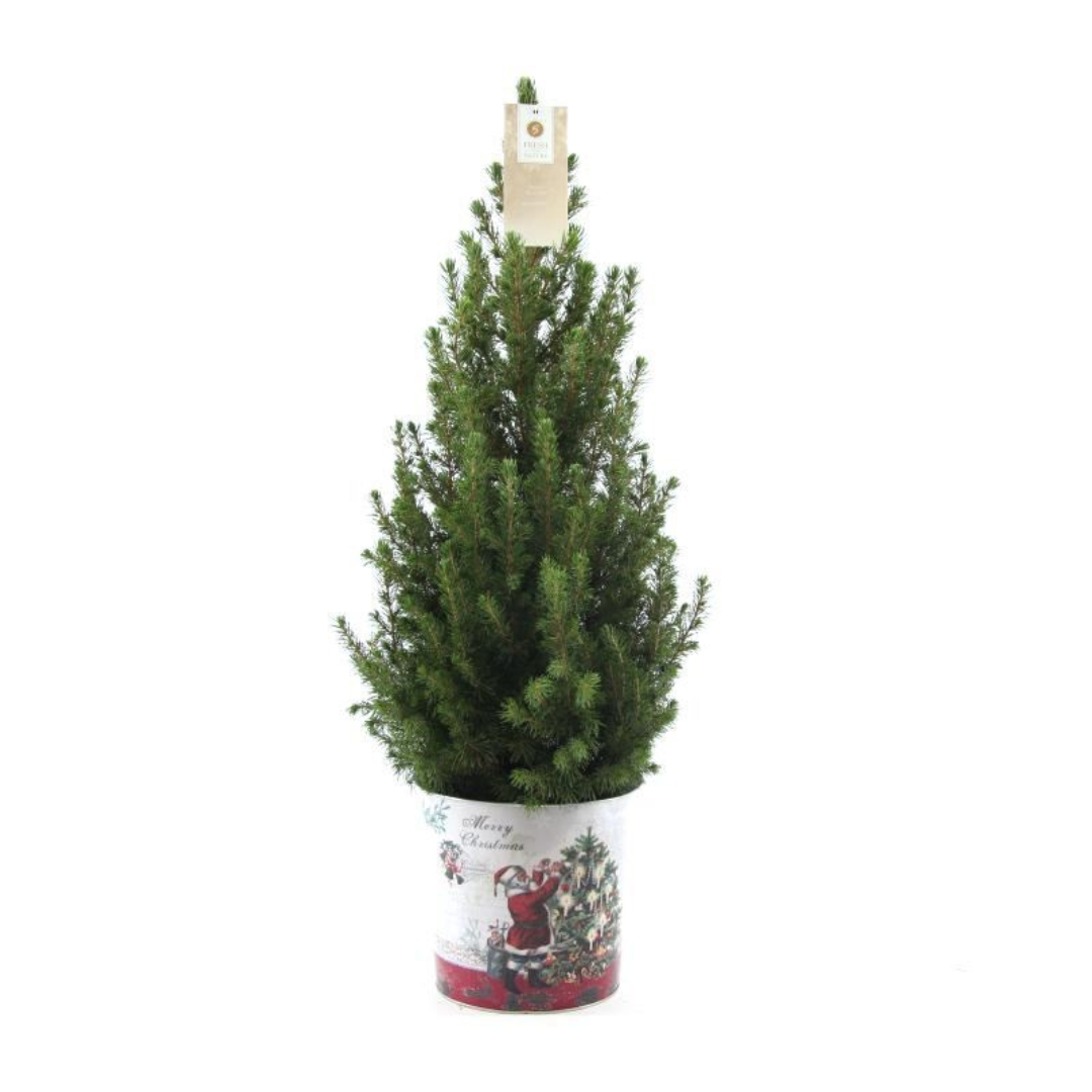 Kleiner Weihnachtsbaum in Weihnachtstopf - 70 cm - Picae Glauca Conica
