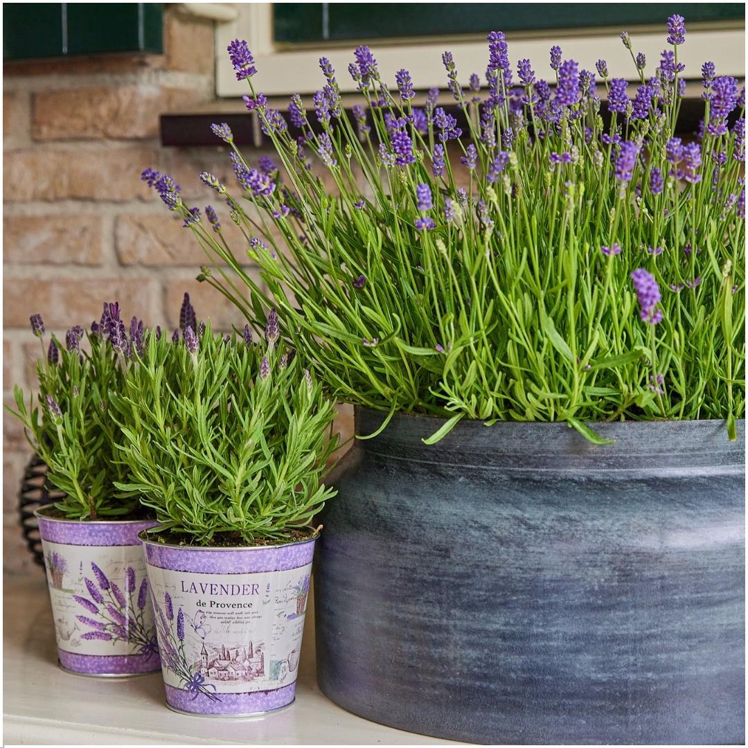 Lavandula angustifolia Felice® im Dekotopf &