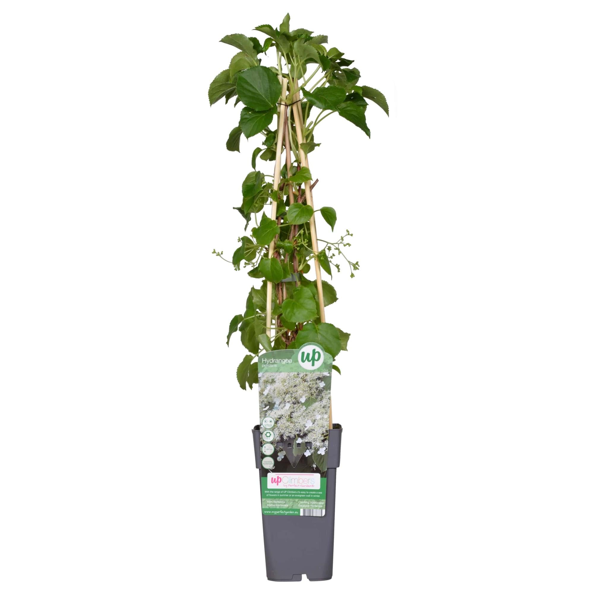 Kletterhortensie - Hydrangea petiolaris - Ø15cm - ↕65cm