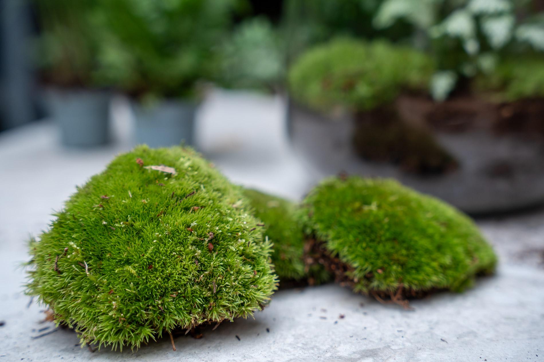 Planten terrarium navulling &amp; startpakket - Calathea Lancifolia