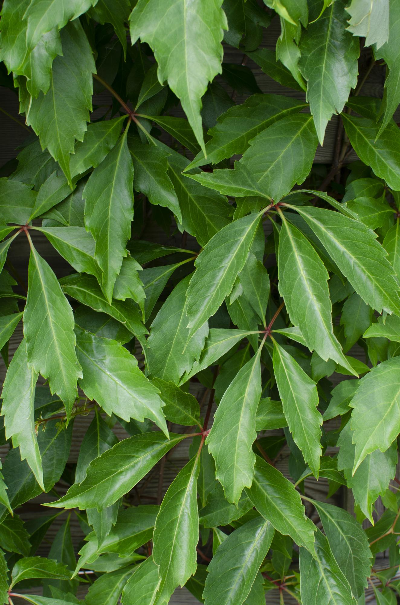 Wilder Wein - Parthenocissus q. var. &