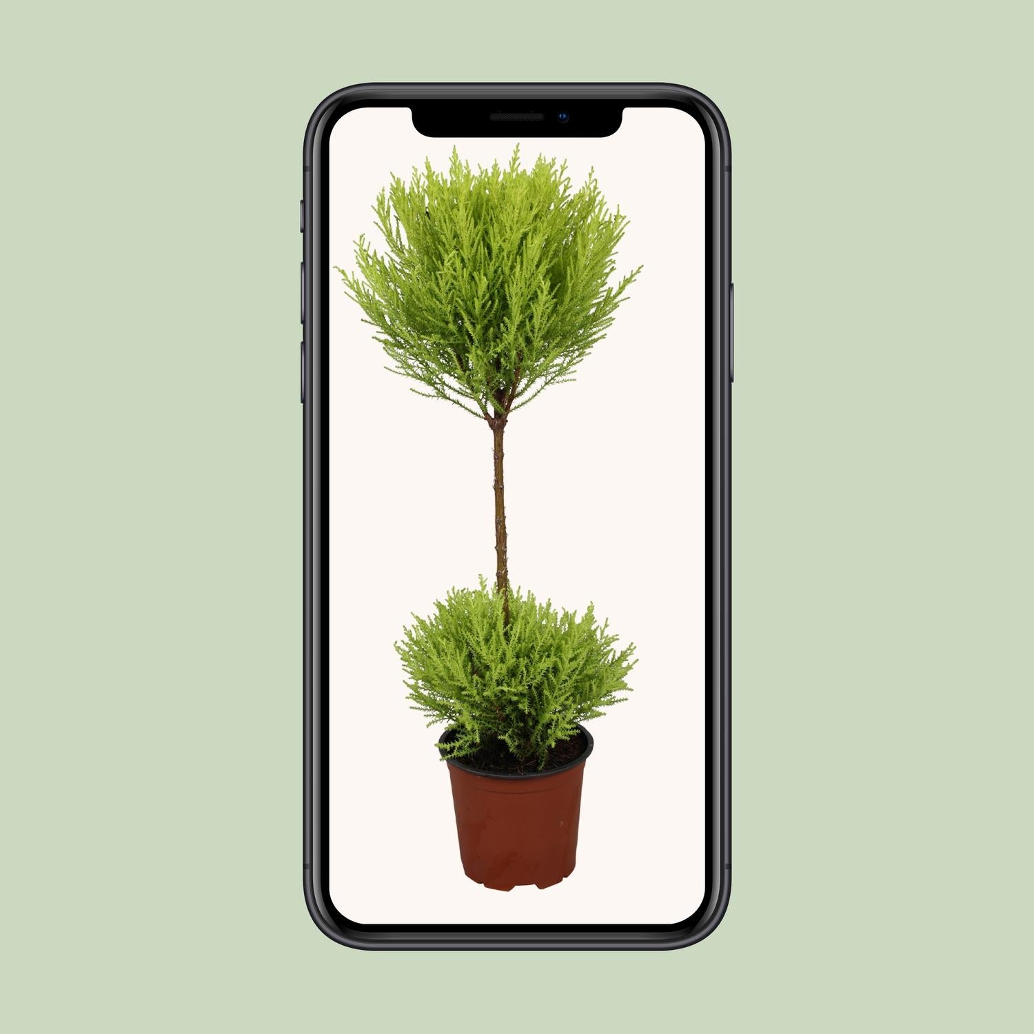 Zypresse - Cupressus Goldcrest Wilma - Ø14cm - ↕60cm