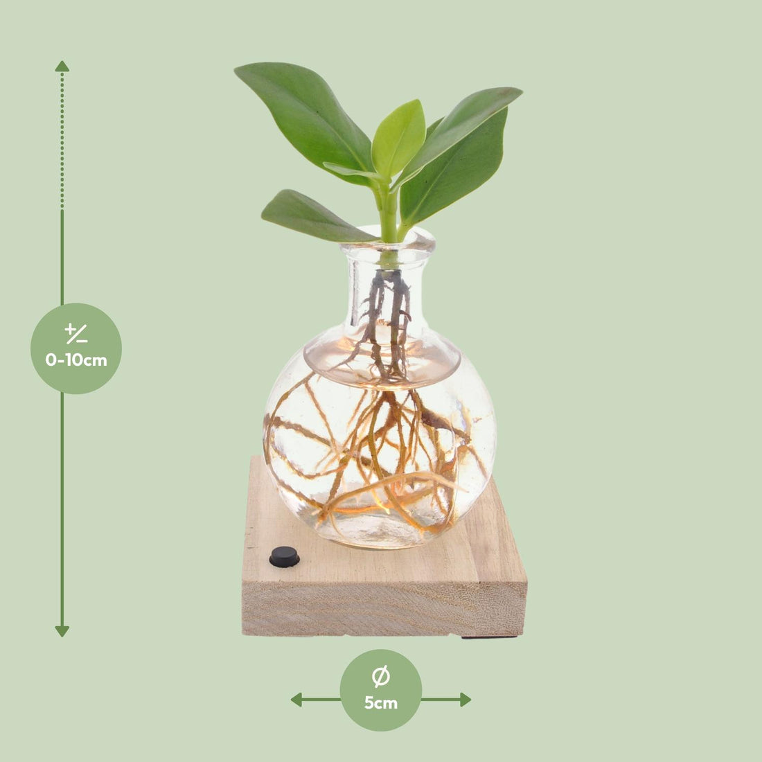 Clusia In Samoa Glas + LED - Ø5cm - ↕10cm