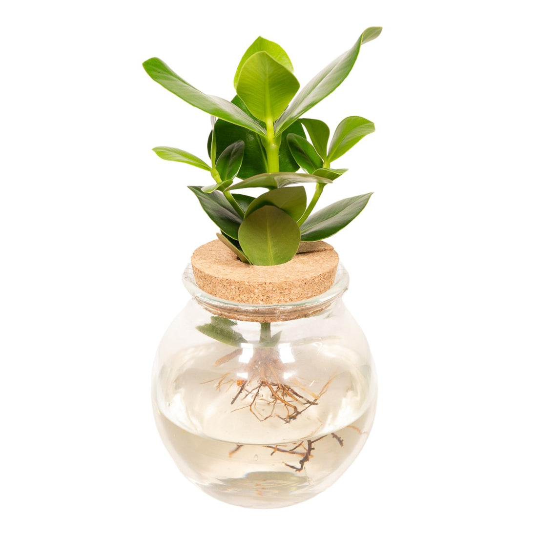 Clusia In Glas mit Korken - Ø12cm - ↕30cm