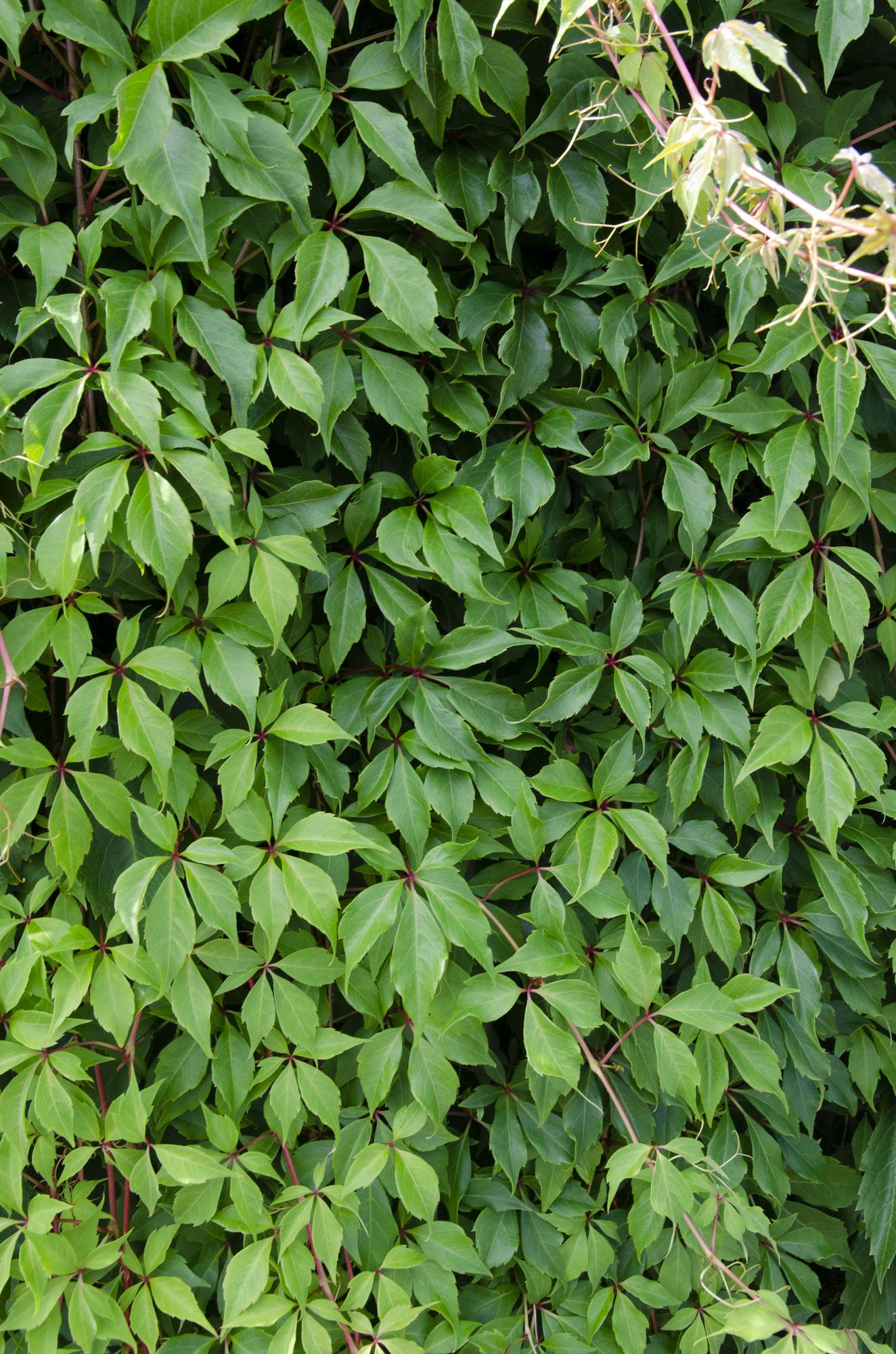 Wilder Wein - Parthenocissus q. var. &