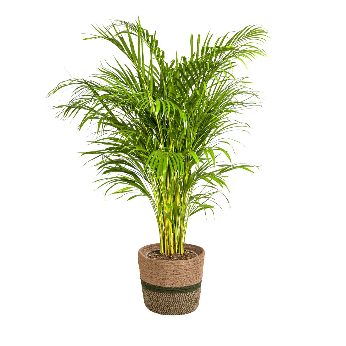 Goldpalme mit Korb - Dypsis Areca Lutescens - Ø24cm - ↕120 - 140cm