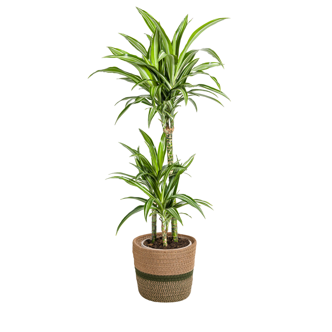 Drachenbaum mit Korb - Dracaena Deremensis White Stripe mit Korb Ø21cm - ↕90 - 110cm