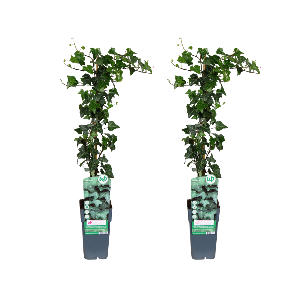 Efeu - Hedera helix - 2 Stücke - Ø15cm - ↕65cm
