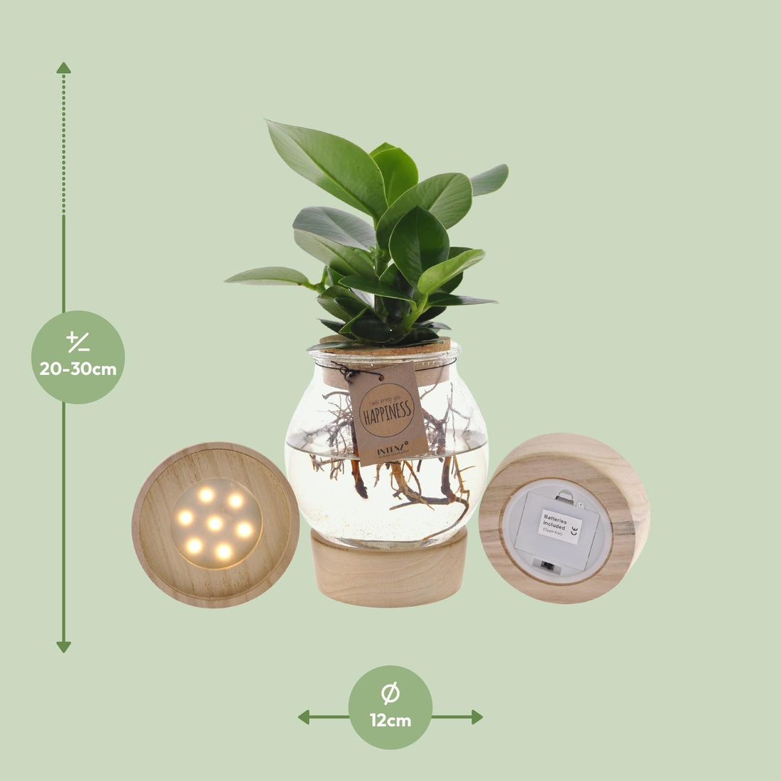 Clusia in Glas + Korken + LED - Ø12cm - ↕30cm