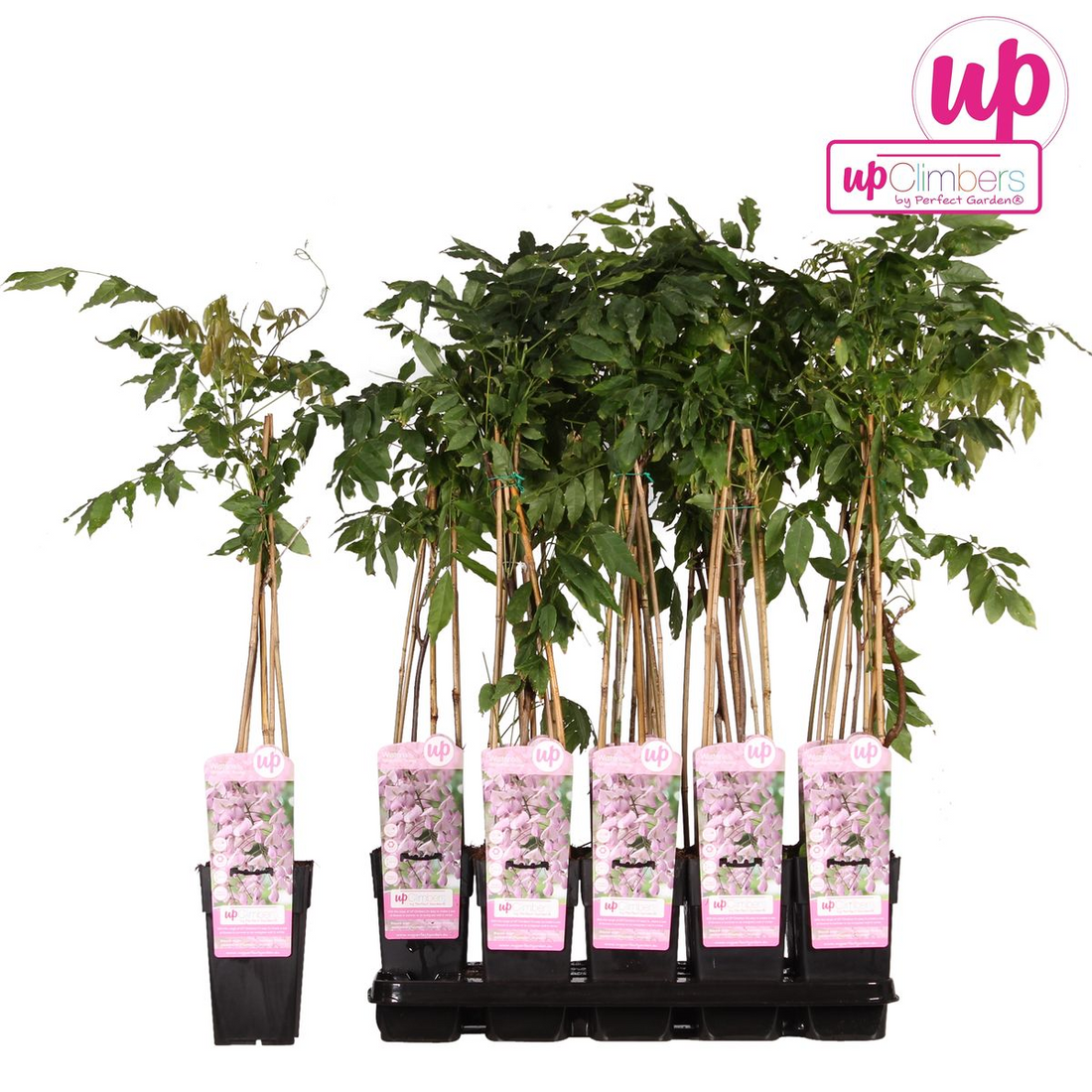 Blauregen - Wisteria floribunda &