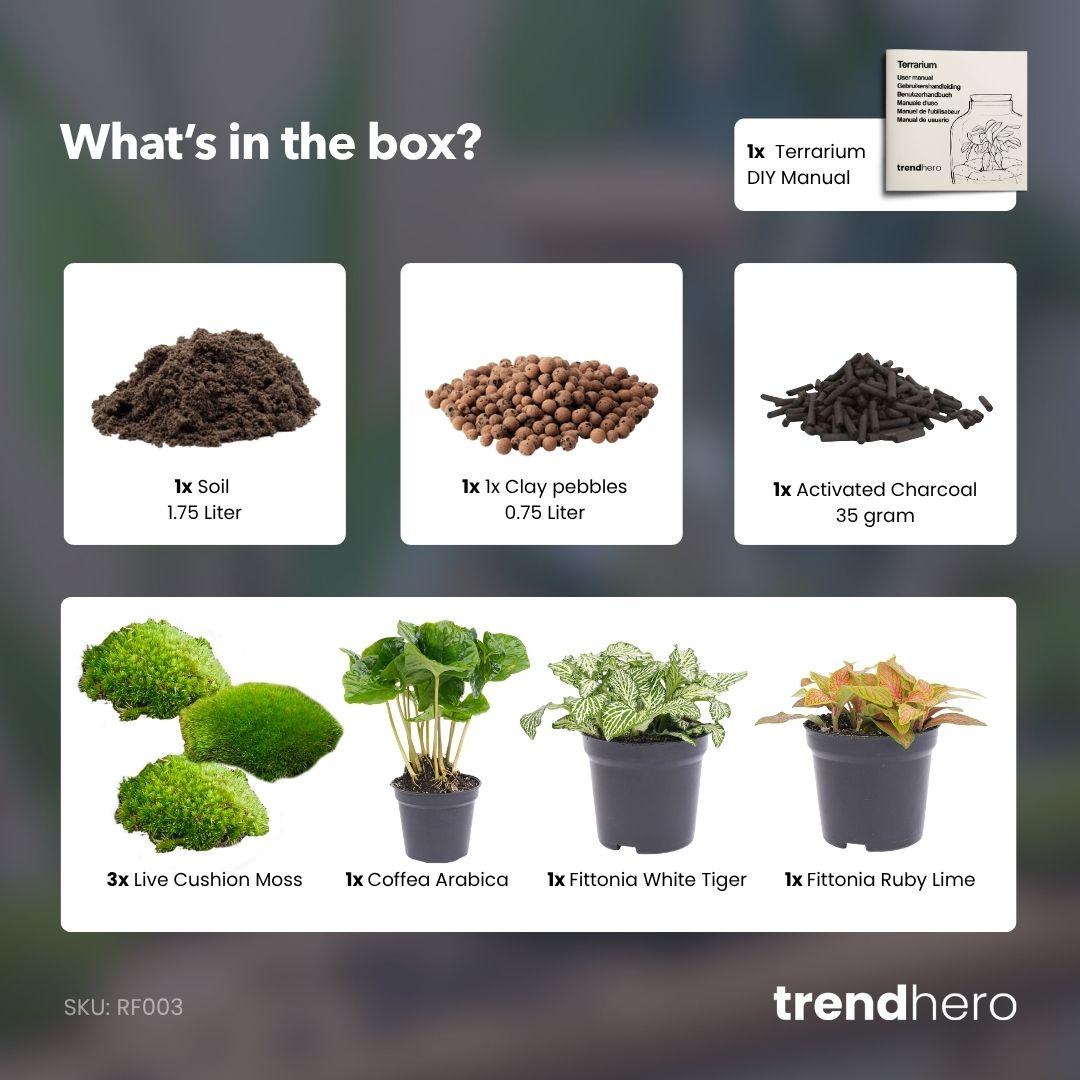 Flaschengarten paket Coffea Arabica