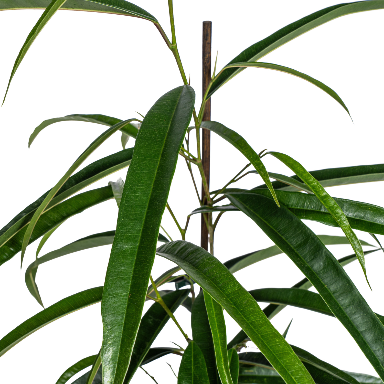 Schmalblättriger Gummibaum - Ficus Binnendijkii Alii Ø17cm - ↕60 - 80cm
