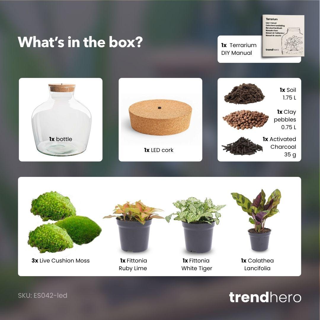 Flaschengarten - Fat Joe Rot - ↕ 30 cm - ohne Werkzeug