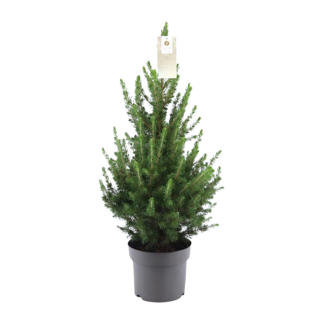 Kleiner Weihnachtsbaum – 70 cm – Picea Glauca Conica