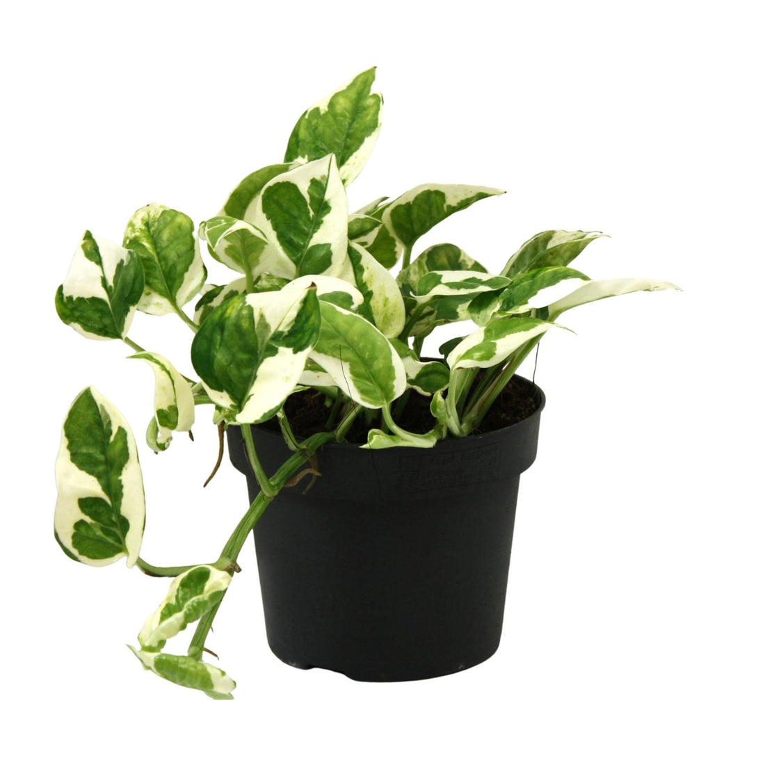 Scindapsus (Epipremnum) N&
