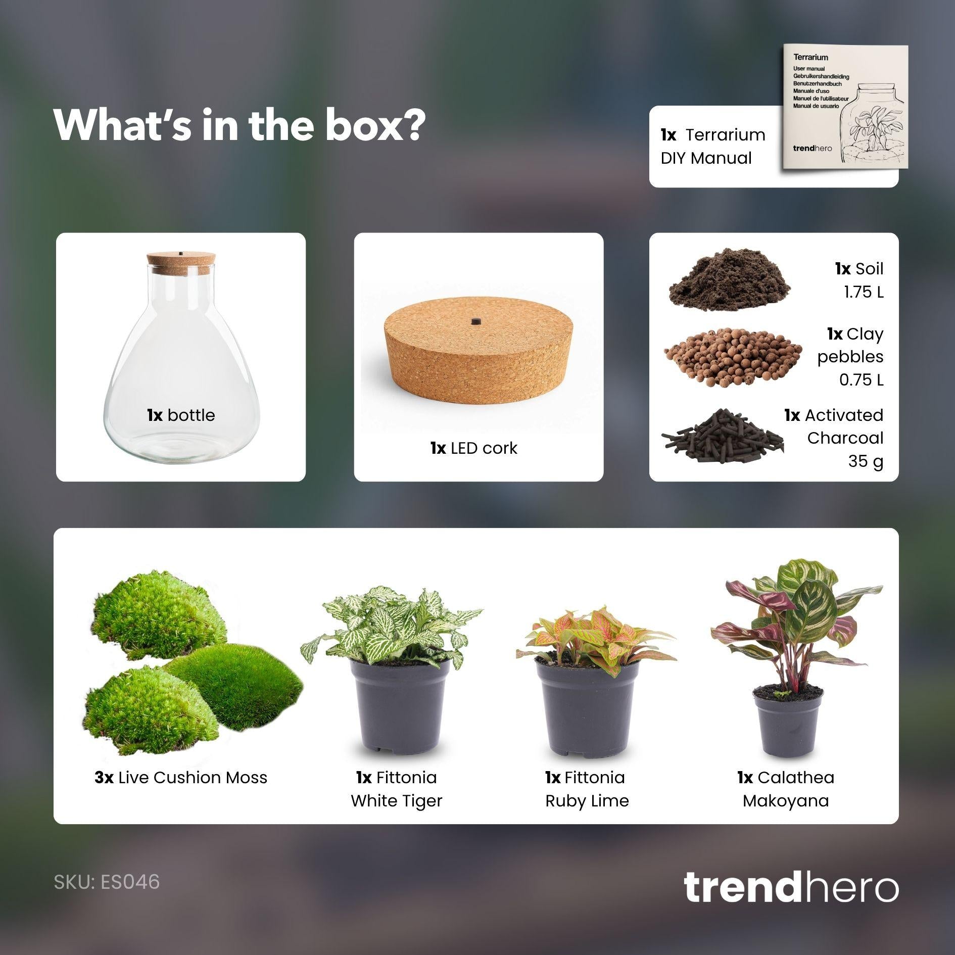 Flaschengarten - Sam Calathea mit Lampe - ↕ 30 cm - ohne Werkzeug