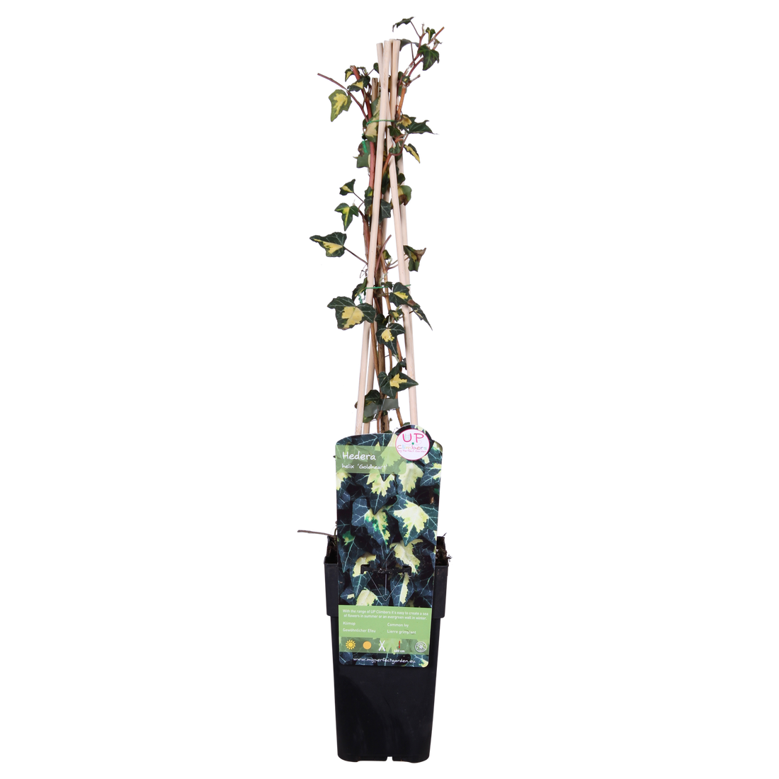 Efeu - Hedera helix &