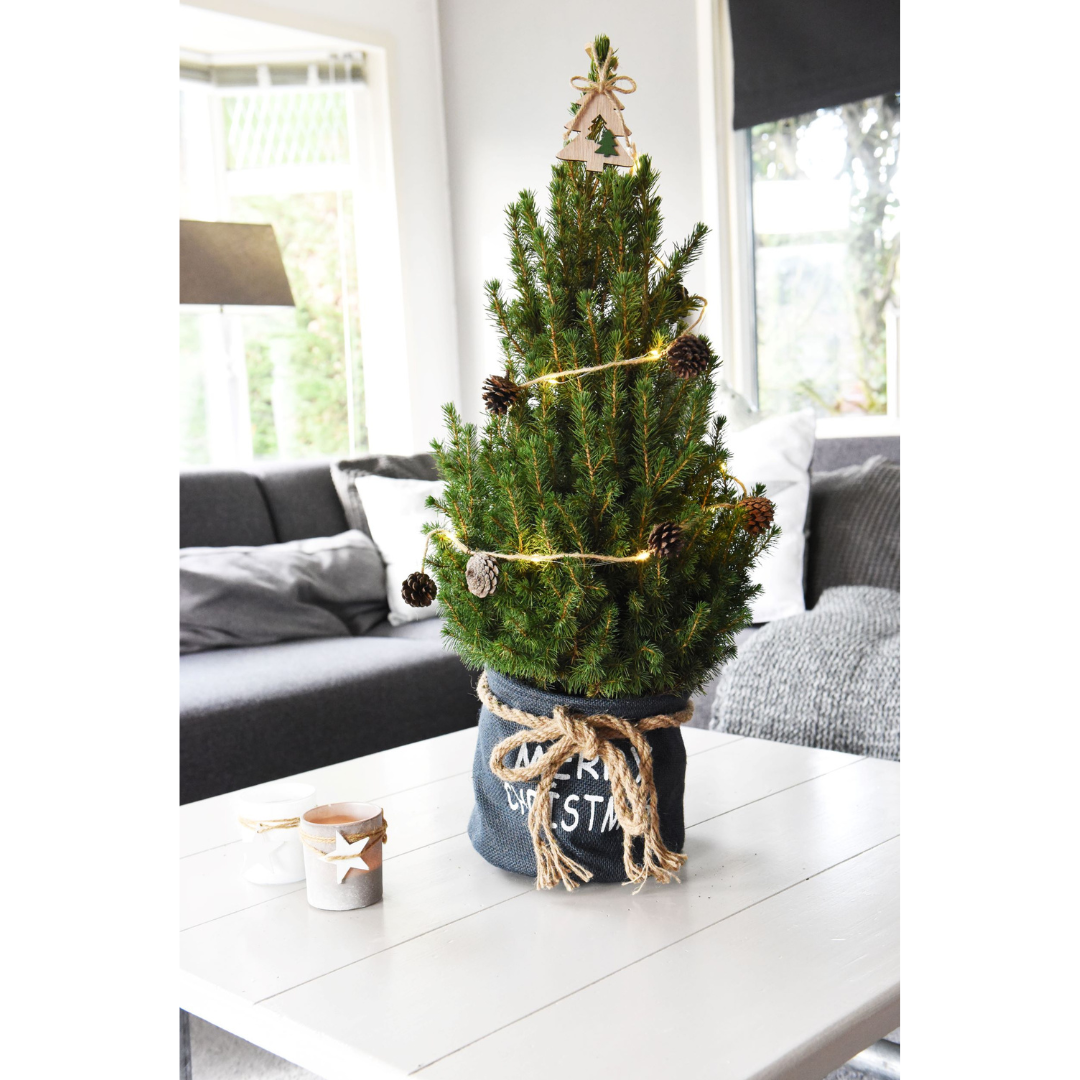 Kleiner Weihnachtsbaum in Weihnachtstopf blau - 70 cm - Picea Glauca Conica - Beleuchtung mit Batterien