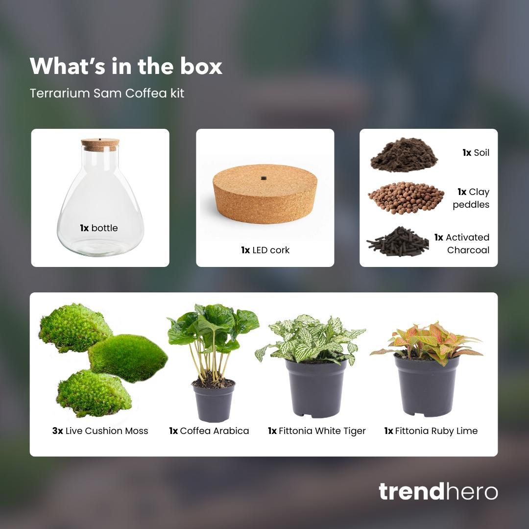 Flaschengarten - Sam mit Lampe - ↕ 30 cm