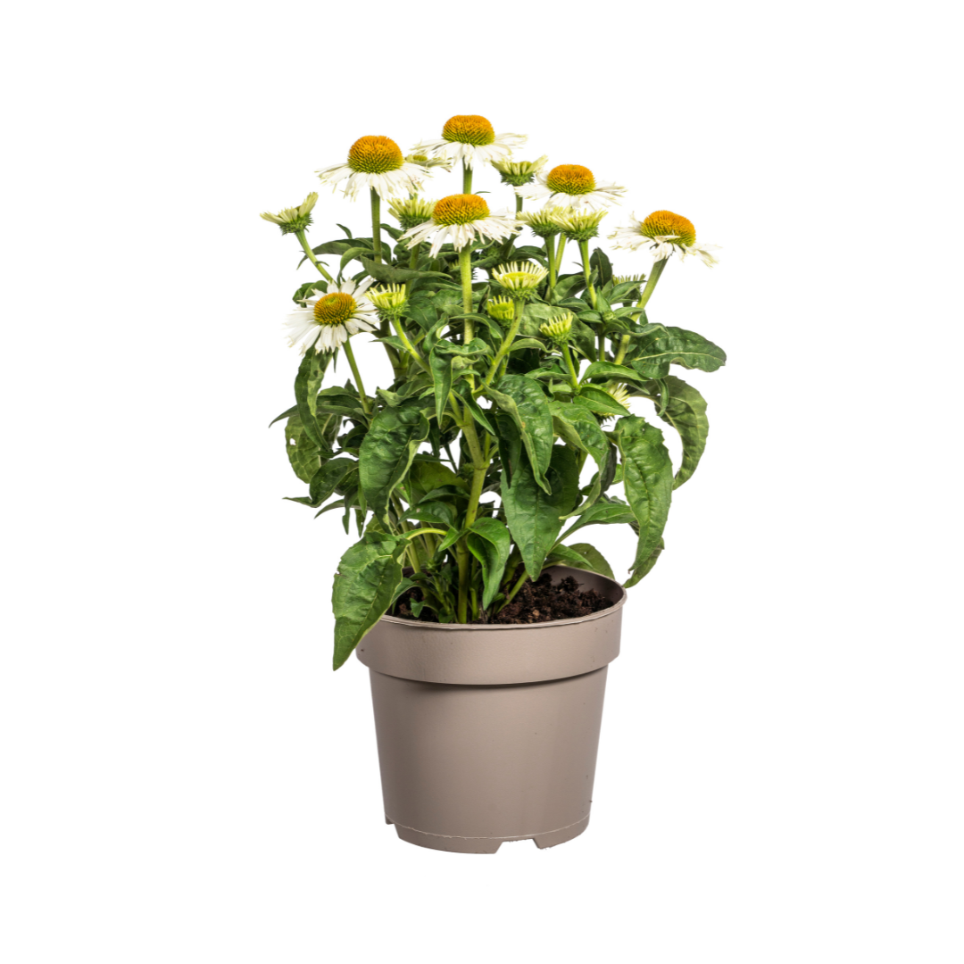 Sonnenhut - Echinacea purpurea White Ø19cm - ↕60 - 70cm