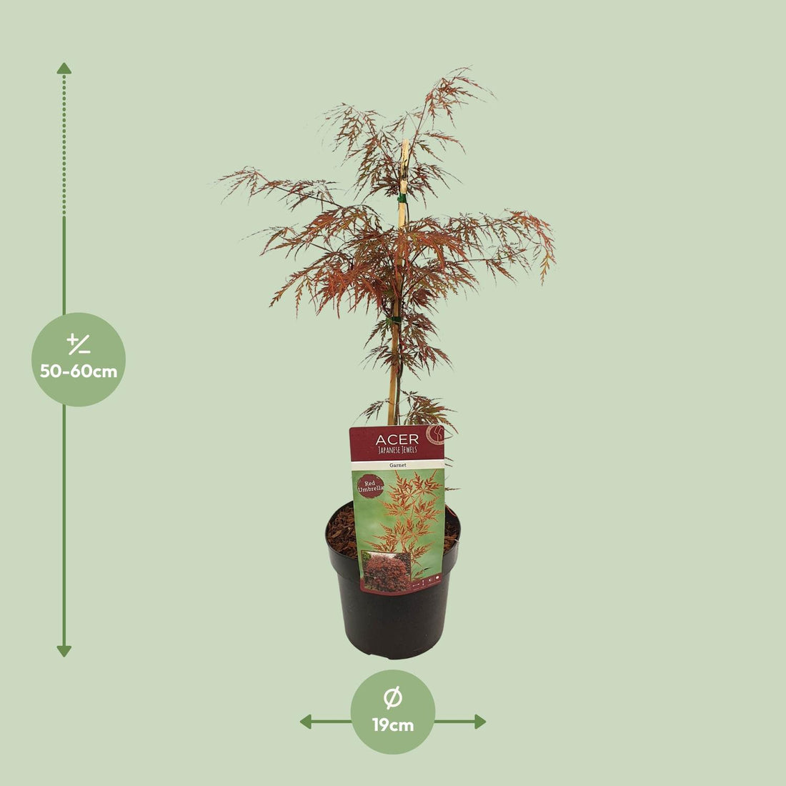 Acer palm. &