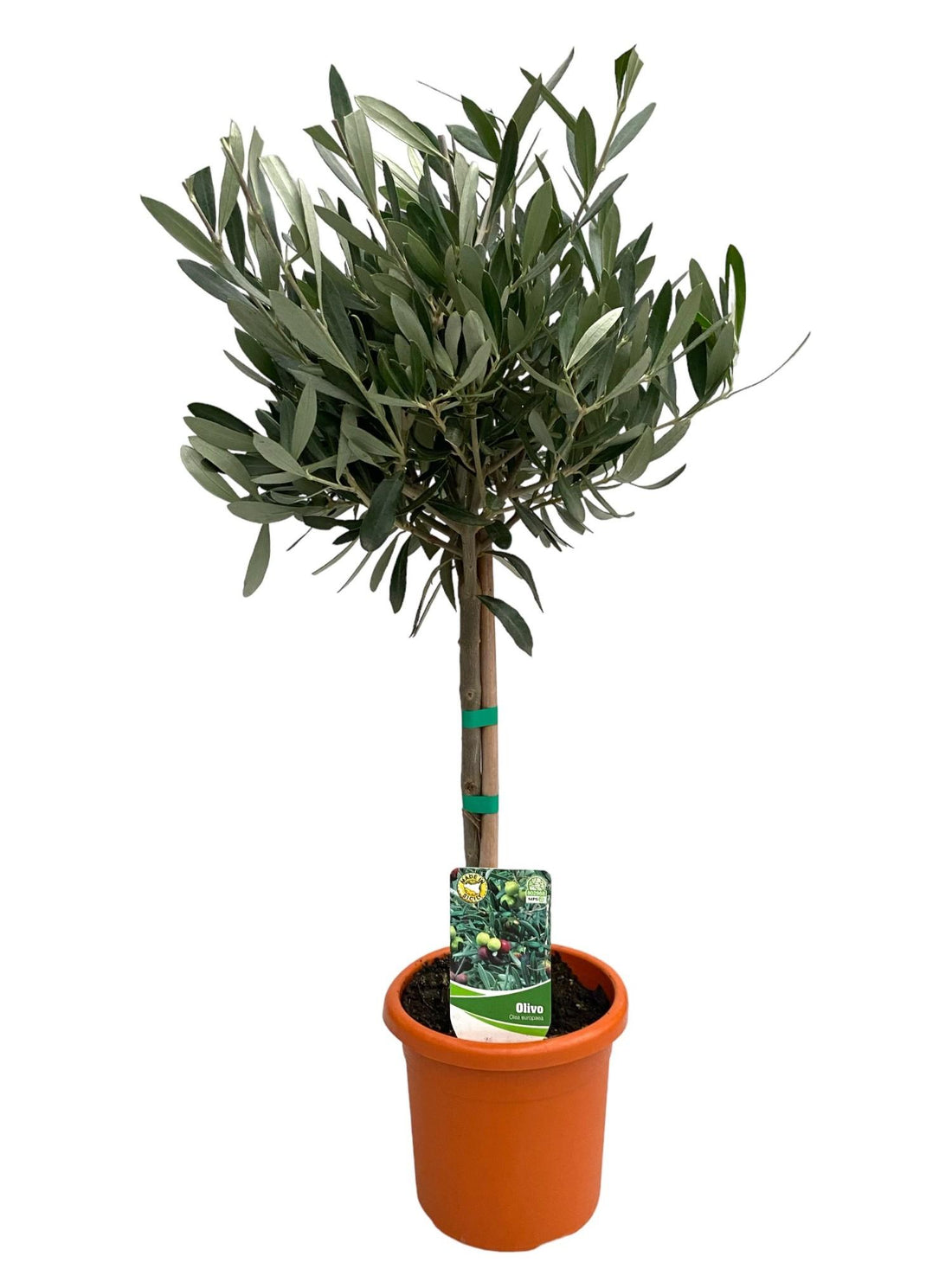 OIivenbaum - Ø15cm - ↕60cm
